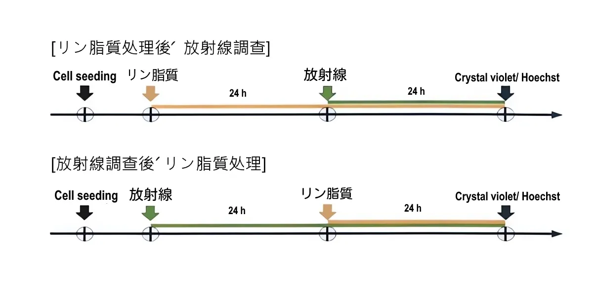 ホチェ複合リン脂質、放射線被ばく非臨床試験で生存率を50%向上 ホチェ複合リン脂質、放射線被ばく非臨床試験で生存率を50%向上